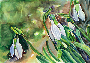 Painting of a Snow Drop Flower